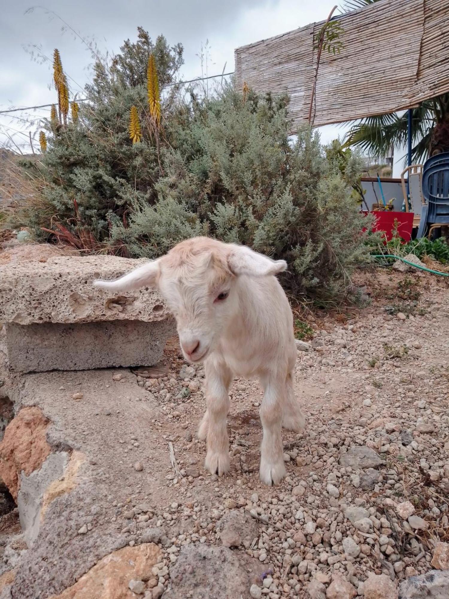 Casa Rural Mary سان ميغيل ذي أبونا المظهر الخارجي الصورة